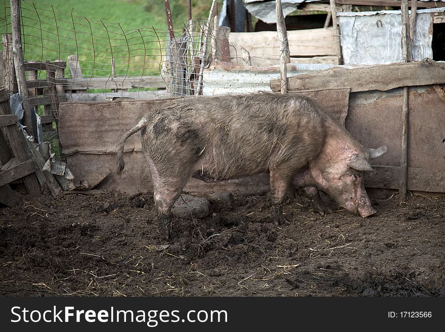 Pig In A Farm