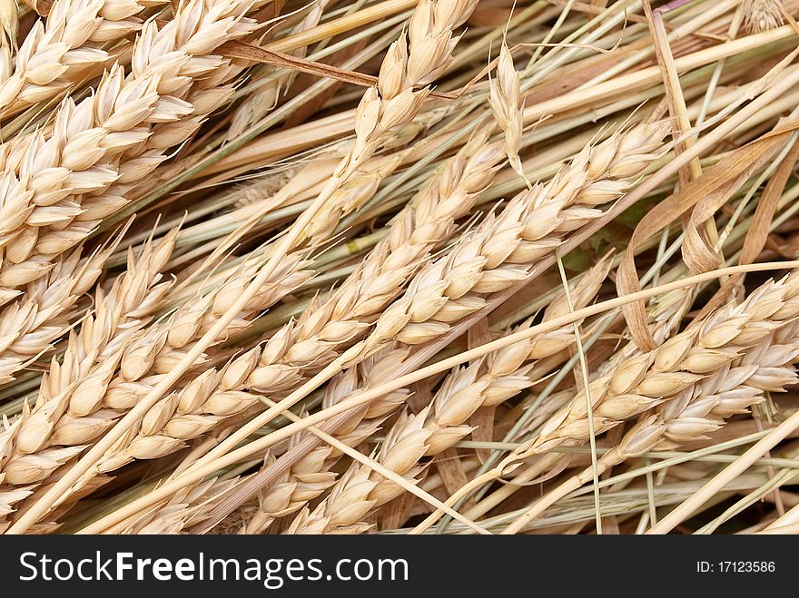 Wheat ears and straw on the field