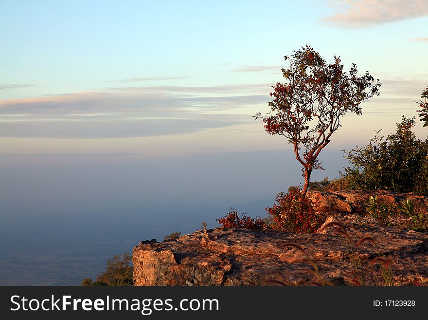 Lonely tree with beautiful sunset on cliff. Lonely tree with beautiful sunset on cliff