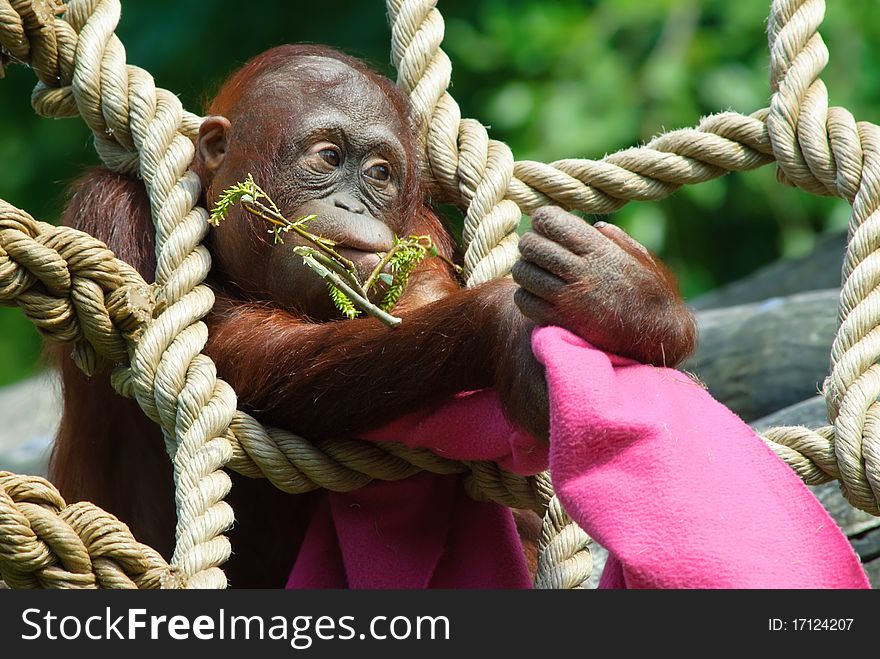 Cute baby orangutan playing in the zoo