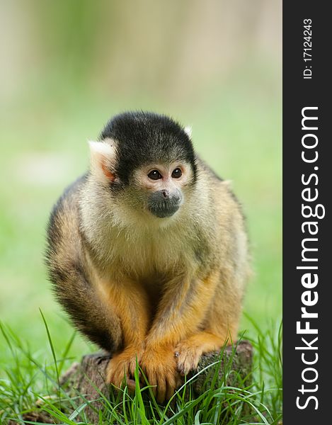 Cute squirrel monkey (Saimiri) subfamily: saimiriinae