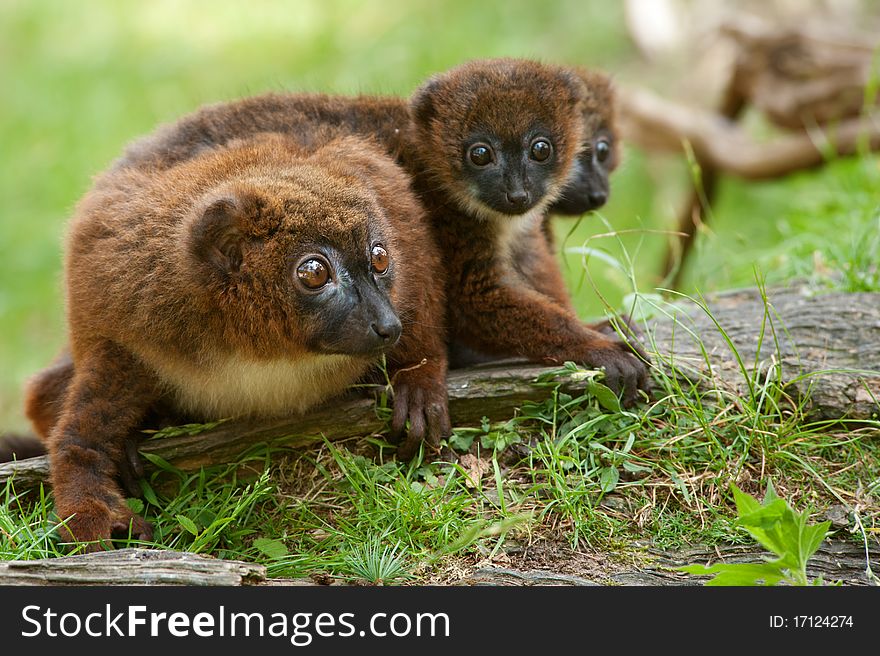 Cute Red-bellied Lemur with baby