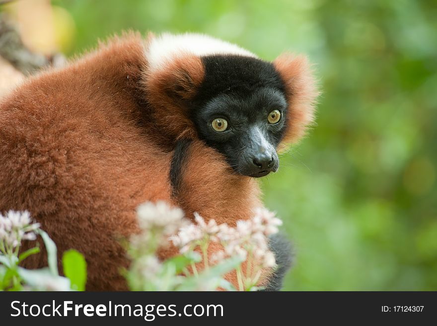 Beautiful red ruffed lemur (Varecia rubra)