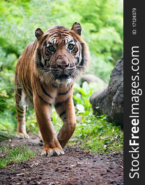 Sumatran tiger looking at the camera