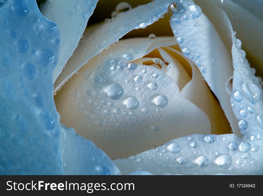 Close-up of a white rose. Close-up of a white rose