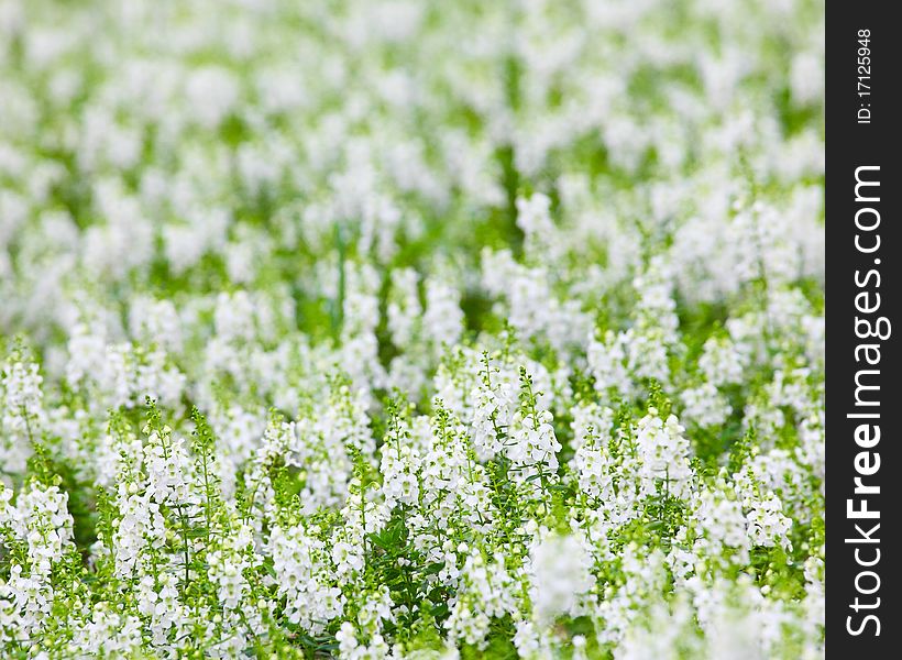 White flowers in outdoor parks