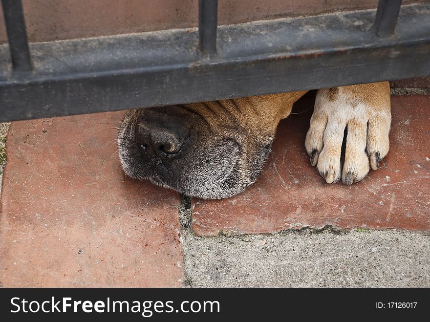 Close up of the nose of a dog under fence. Close up of the nose of a dog under fence.