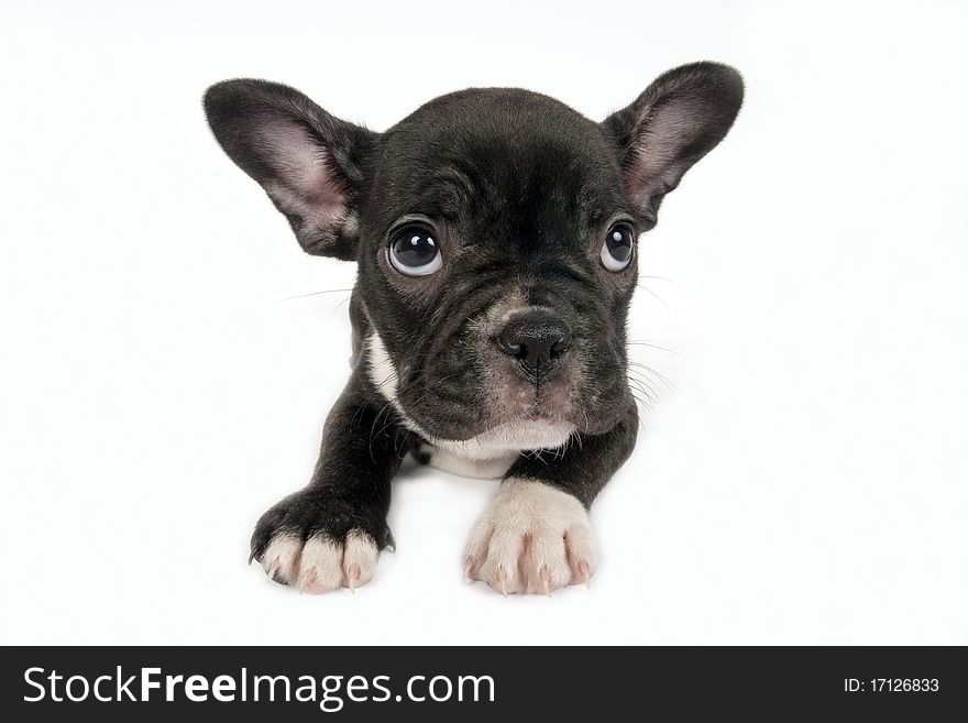 French Bulldog puppy in front of a white background. French Bulldog puppy in front of a white background