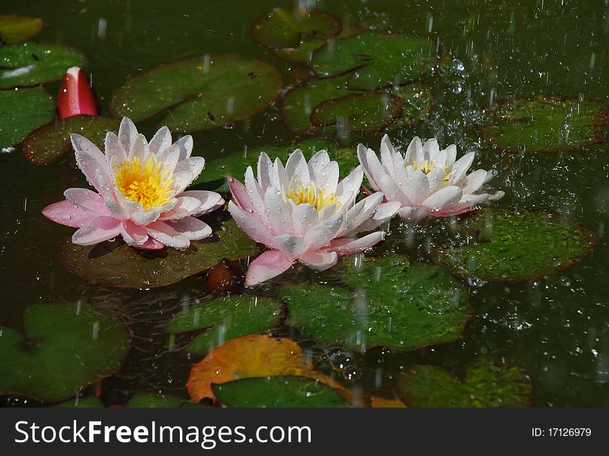 Beautiful Water Lilly In Rain