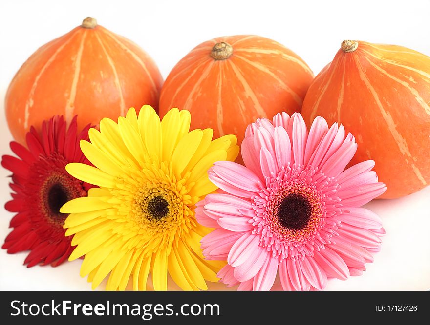 Three pumpkins and three colorful daisies  on whit