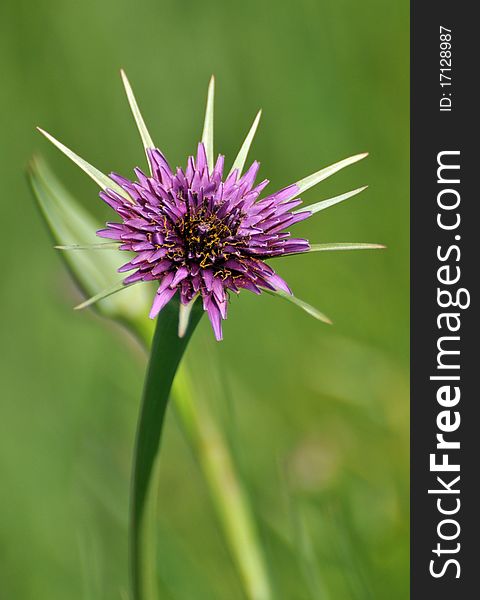 Purple Goats Beard