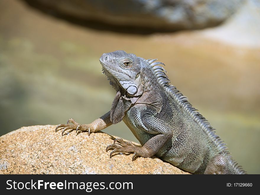 A green Iguana rests in the sun on an orange rock. A green Iguana rests in the sun on an orange rock.