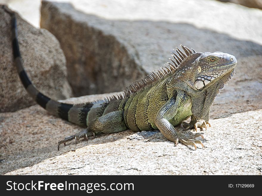 Large Iguana Resting on a Rock