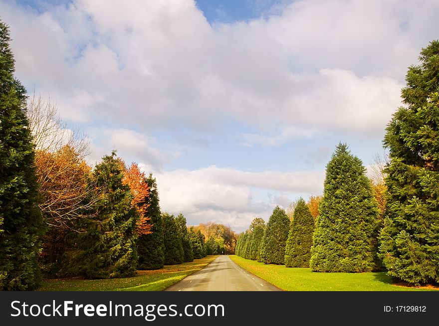 Autumn road and rows of trees