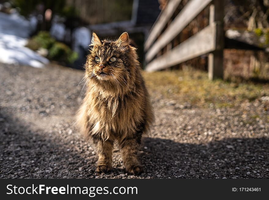 Amazing brown cat walking towards the camera. Beautiful cat in nature environment. brown cat with green eyes in the beautiful nature of austria,