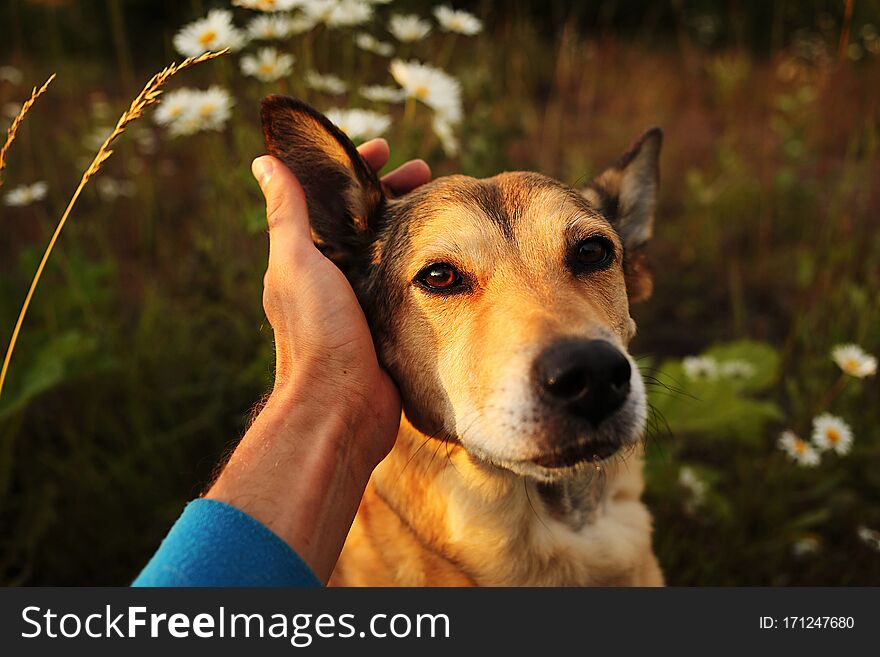 Crop Owner Petting Dog In Nature At Summer