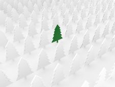 Green Tree Among White Pines Stock Photography Green Tree Among White Pines Stock Photography