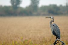 Heron Royalty Free Stock Photography Heron Royalty Free Stock Photography