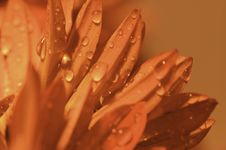 Macro Red Petals With Dews Royalty Free Stock Photo Macro Red Petals With Dews Royalty Free Stock Photo