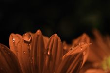 Macro Red Petals With Dews Stock Photo Macro Red Petals With Dews Stock Photo