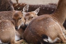 Vietnamese Sika Deer Juveniles Stock Photo Vietnamese Sika Deer Juveniles Stock Photo