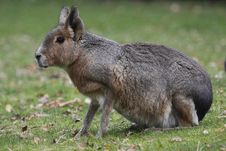 Patagonian Hare Royalty Free Stock Images