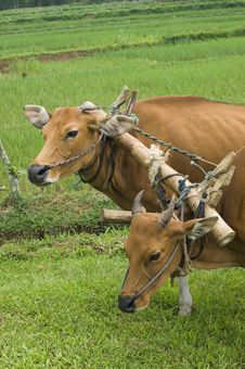 Plow Cows Stock Photos Plow Cows Stock Photos