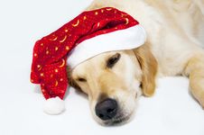 Santa S Dog Royalty Free Stock Photo Santa S Dog Royalty Free Stock Photo