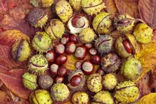 Chestnuts And Autumn Leaves Royalty Free Stock Photography