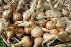 Just Picked Onions Shallots Stock Photo Just Picked Onions Shallots Stock Photo