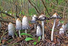 Group Toadstool Stock Photos Group Toadstool Stock Photos