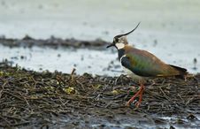 Plover Stock Image Plover Stock Image