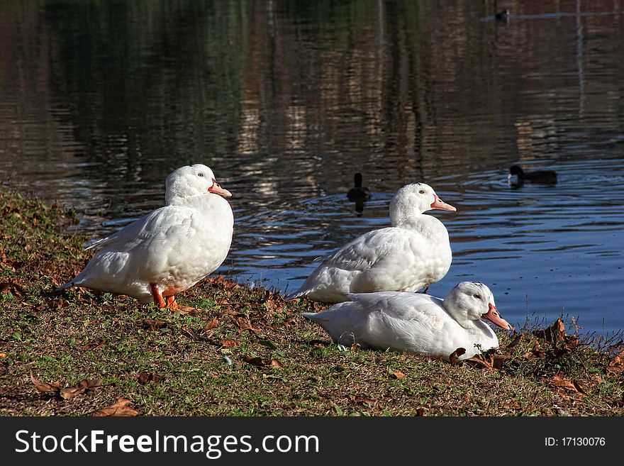 Three ducks in autumn season