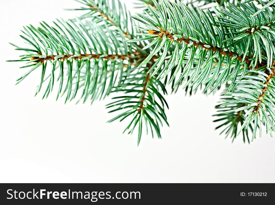 Isolated on a white background fir twig. Conifer. Isolated on a white background fir twig. Conifer.