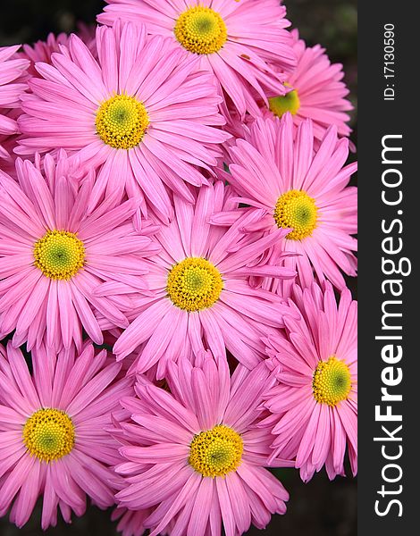 Background of beautiful rosy autumn chrysanthemum flowers. Background of beautiful rosy autumn chrysanthemum flowers