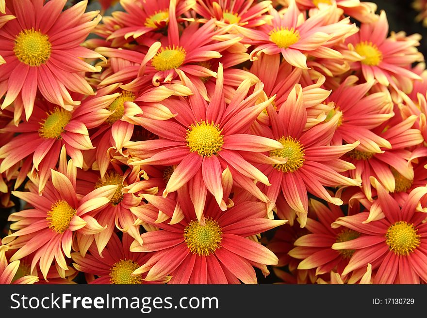 Chrysanthemum  Flowers Background