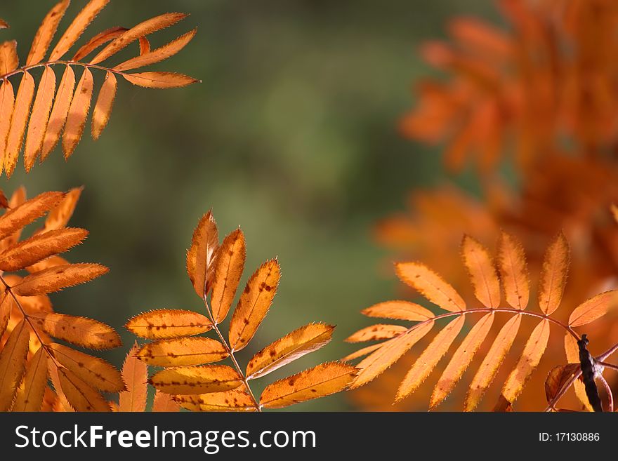 Bright orange autumn leaves forming a background. Bright orange autumn leaves forming a background