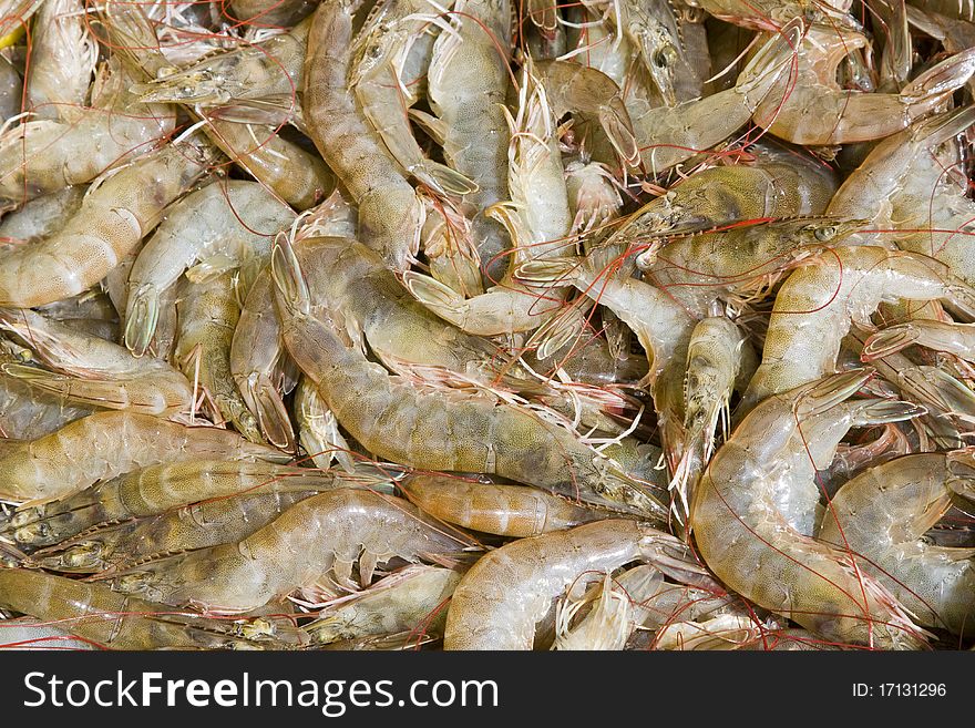 Shrimp Stock