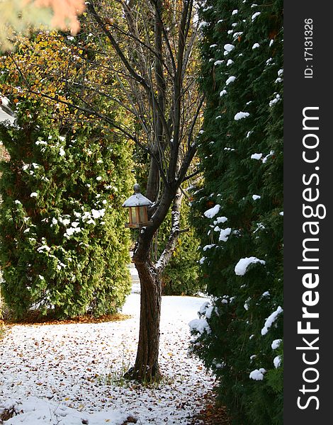 Scene of an almost bare tree with birdfeeder and snowfall. Scene of an almost bare tree with birdfeeder and snowfall