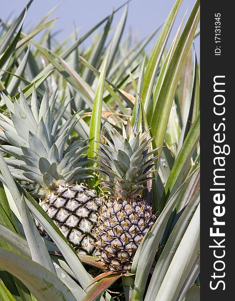 A close-up of a beautiful pineapple growing in the field. A close-up of a beautiful pineapple growing in the field.