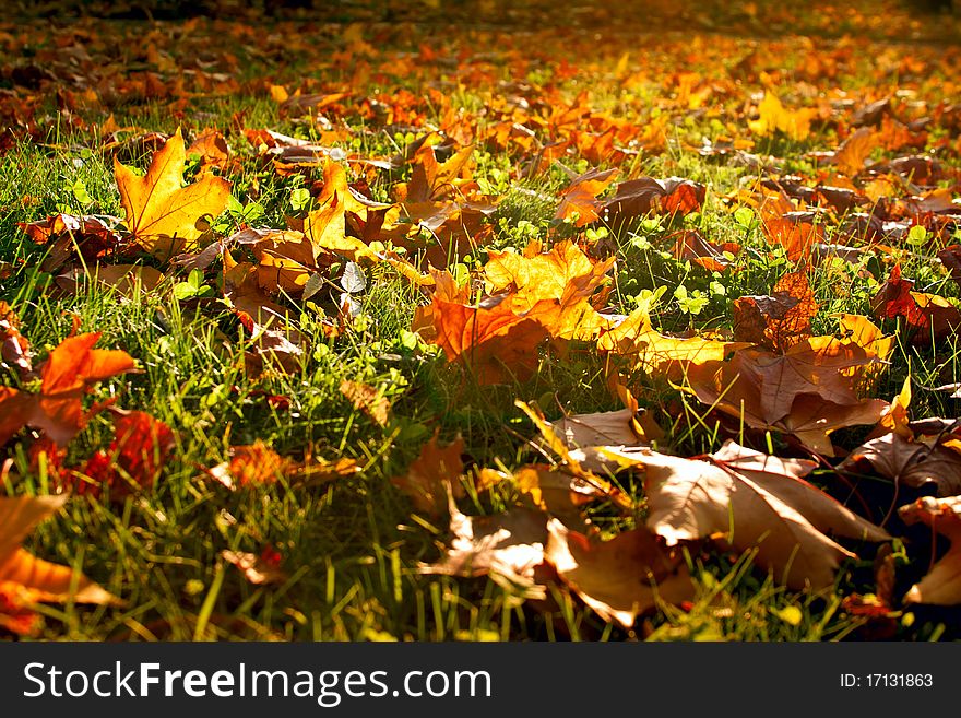 Park outdoor, autumn leaves photography. Park outdoor, autumn leaves photography