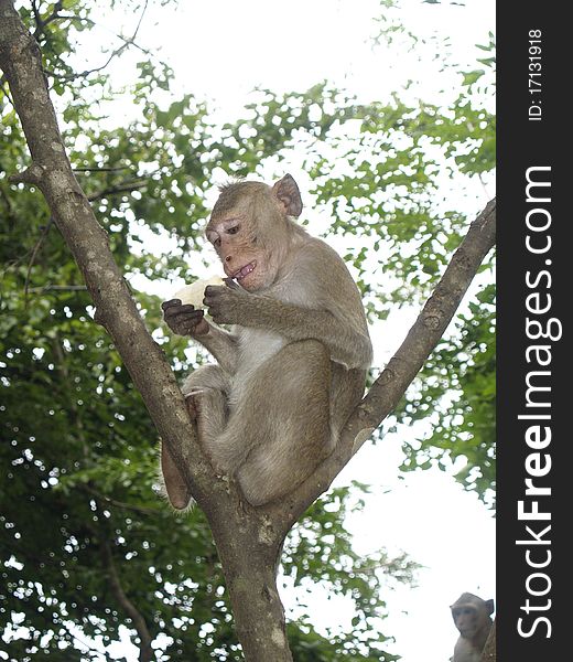 Jungle. A monkey with a banana