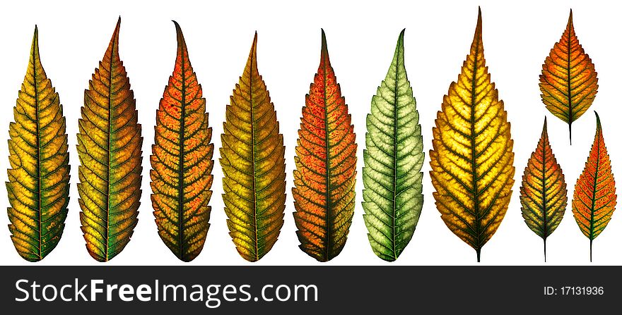 Isolated Color Leaves