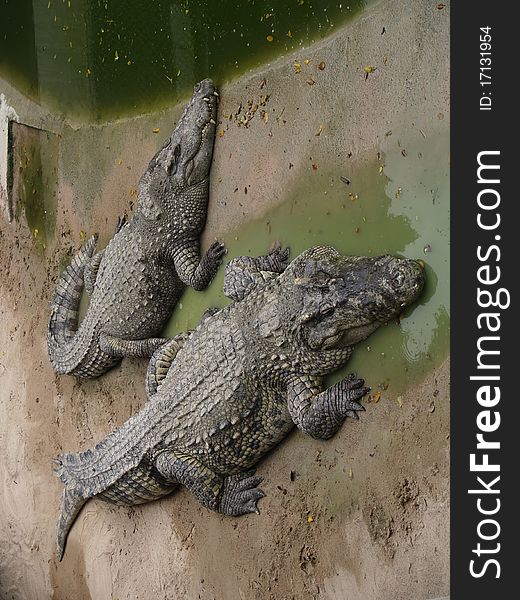 Two crocodiles on a stone place