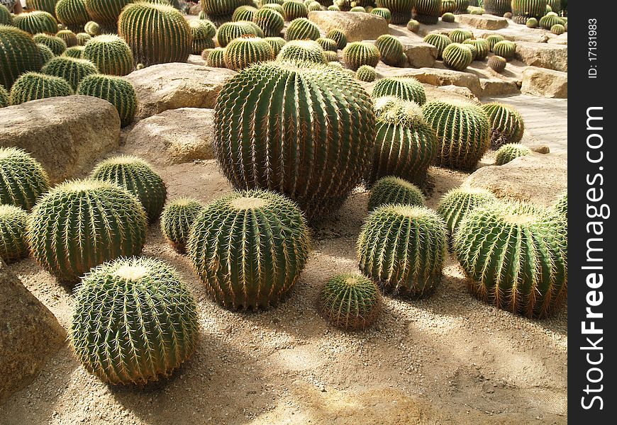 Cactus Garden