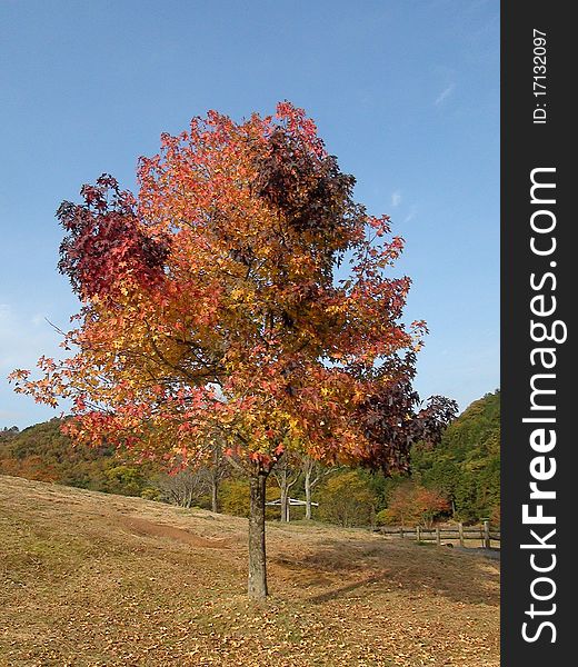 A multi-color tree at Yamaguchi Safari park, Japan