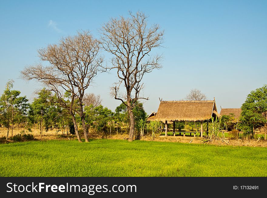 Landscape Of Thai Countryside