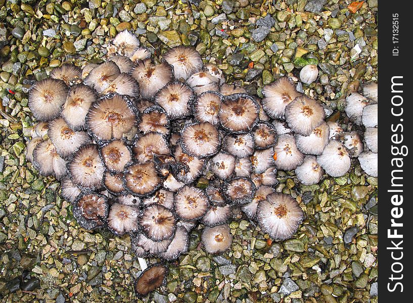 Toadstools brown growing in a clump on a gravel surface. Toadstools brown growing in a clump on a gravel surface