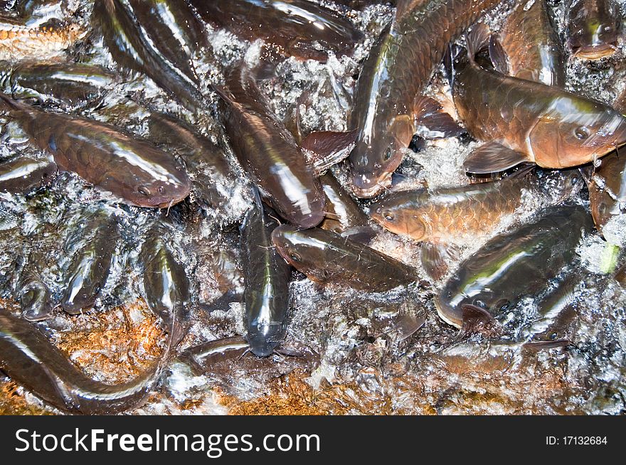 Group of fish in thai.