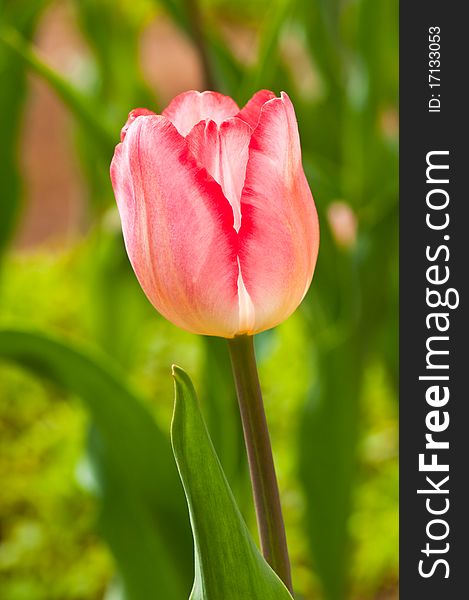 Close-up of pink beautiful tulip, Thailand.